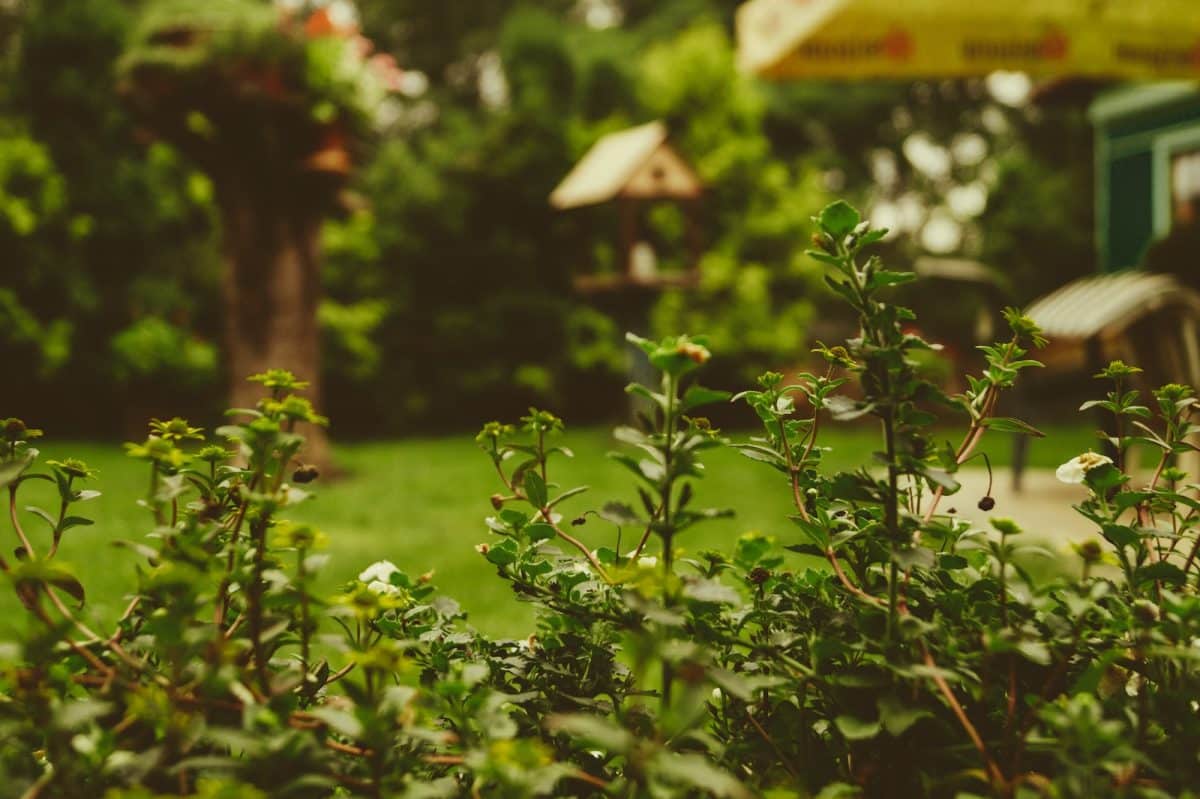 Comment échapper au regard de ses voisins dans son jardin ? 